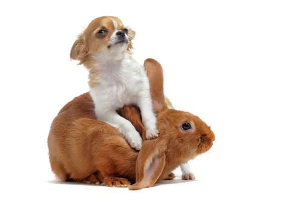 Puppy chihuahua and bunny — Stock Photo, Image
