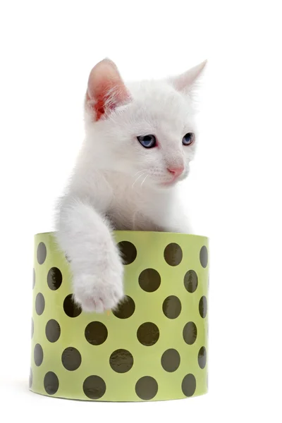 Vit kattunge i en låda — Stockfoto
