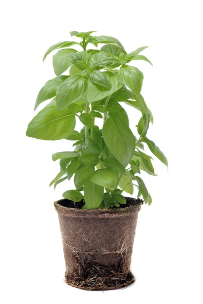 stock image Basil in pot isolated