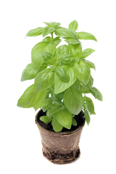 stock image Basil in pot isolated