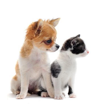 chihuahua köpek ve kedi