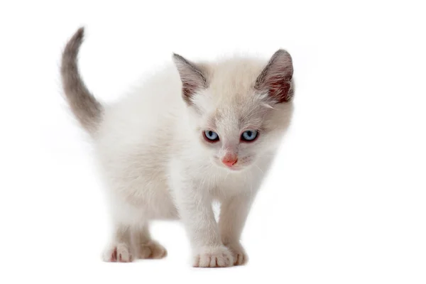 Λευκό σιαμαίοι γατάκι — Φωτογραφία Αρχείου