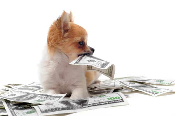 Chihuahua és dollárt — Stock Fotó