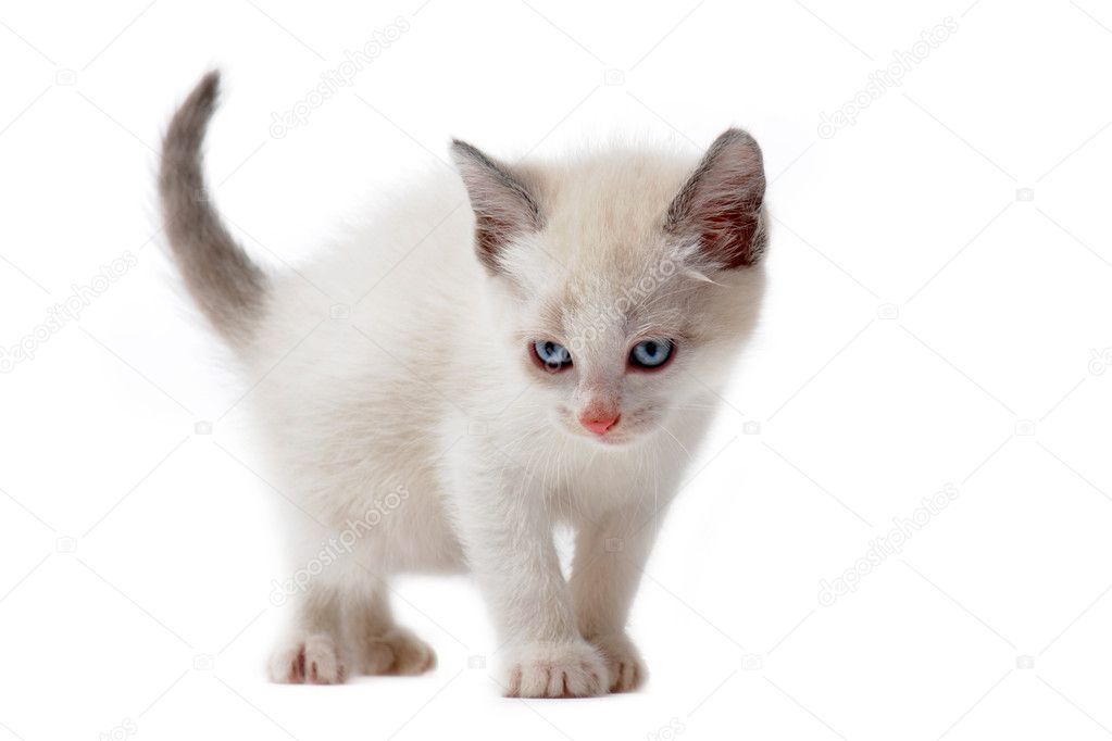White siamese kitten — Stock Photo © cynoclub #5725237
