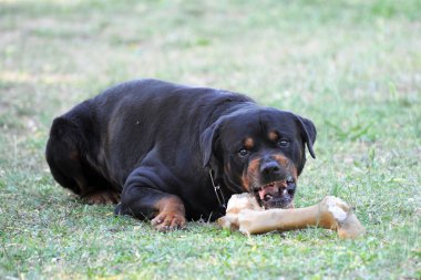 kızgın rottweiler