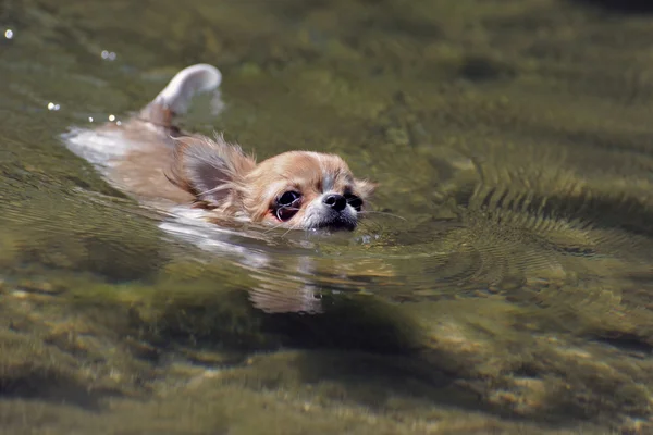 Chihuahua de natação — Fotografia de Stock
