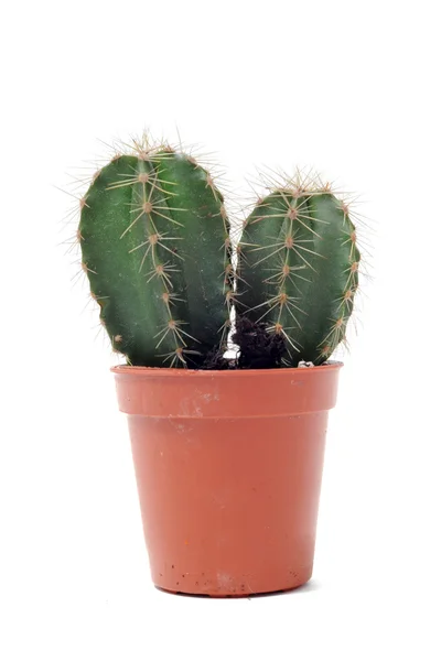 stock image Cactus in pot isolated