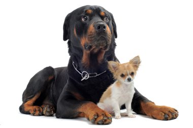 Rottweiler ve köpek chihuahua