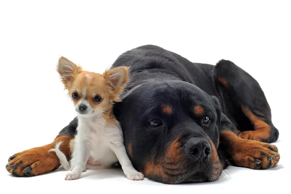 Rottweiler y chihuahua cachorro — Foto de Stock