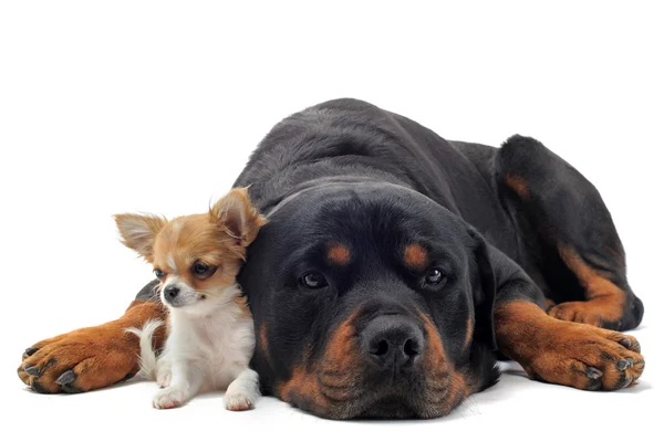 Rottweiler en puppy chihuahua — Stockfoto