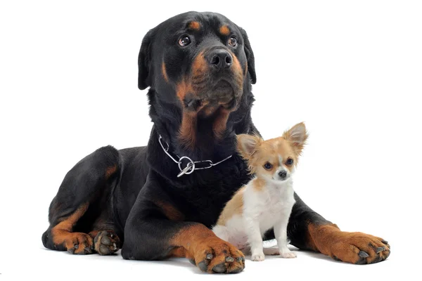 Rottweiler e chihuahua cucciolo — Foto Stock