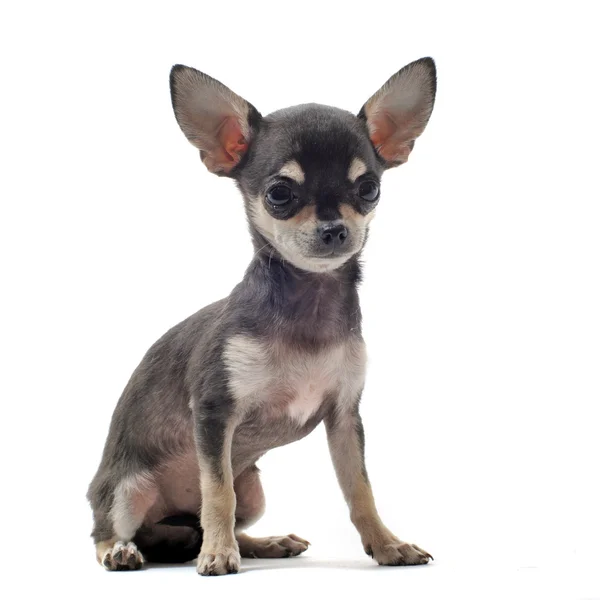 Cucciolo Chihuahua — Foto Stock
