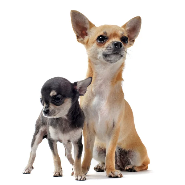 Puppy chihuahua and female — Stock Photo, Image