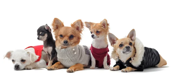 Stock image Five chihuahuas