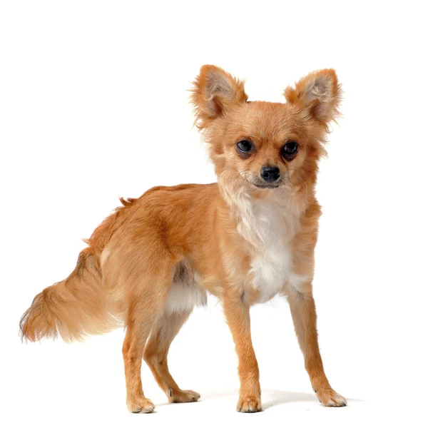 Chihuahua brun — Photo