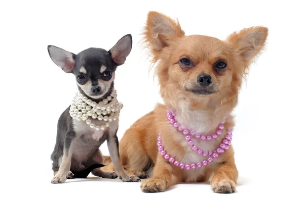 stock image Chihuahuas with pearl collar