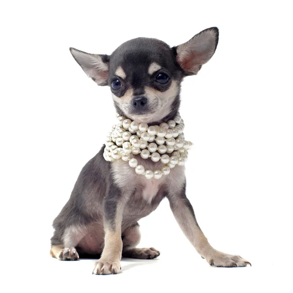 Cucciolo chihuahua con colletto di perle — Foto Stock