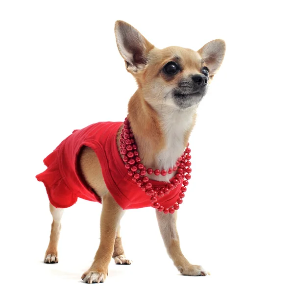 Chihuahua giyim ile — Stok fotoğraf