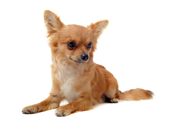 Chihuahua marrom — Fotografia de Stock
