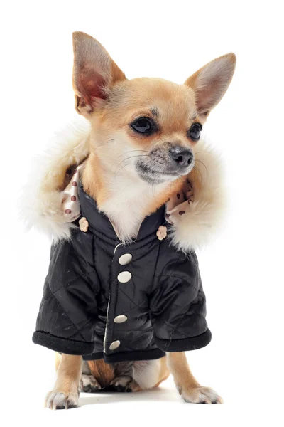 Chihuahua giyinmiş — Stok fotoğraf