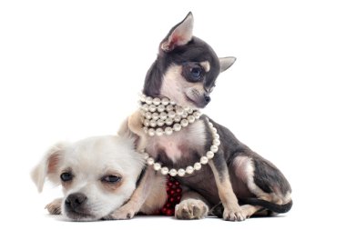 kukla chihuahuas