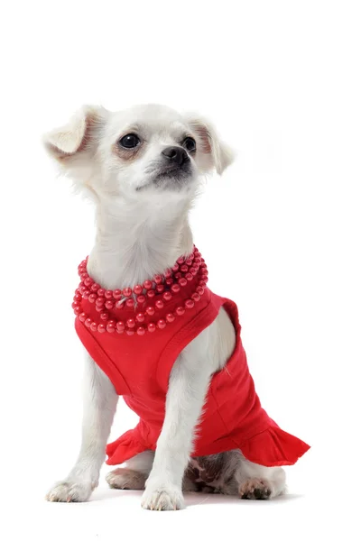 stock image Elegant chihuahua