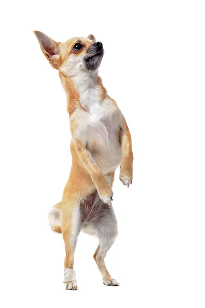 Chihuahua pionowo — Zdjęcie stockowe