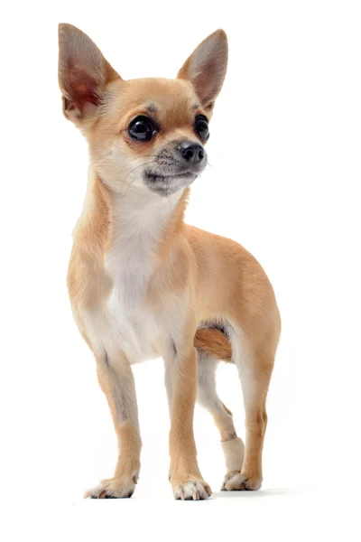 Chihuahua — Stock Fotó