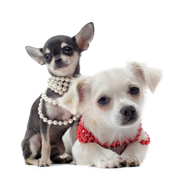 Chihuahuas with pearl collar — Stock Photo, Image