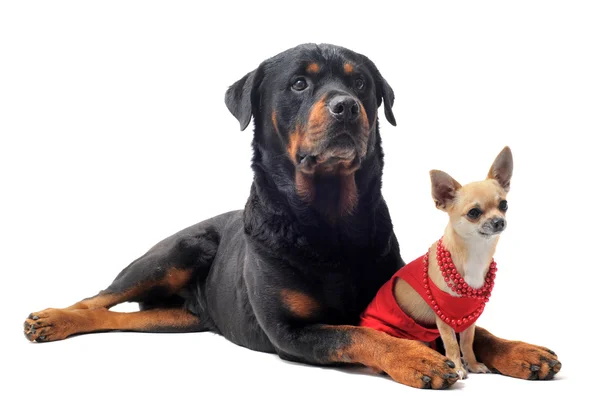 Rottweiler and chihuahua — Stock Photo, Image