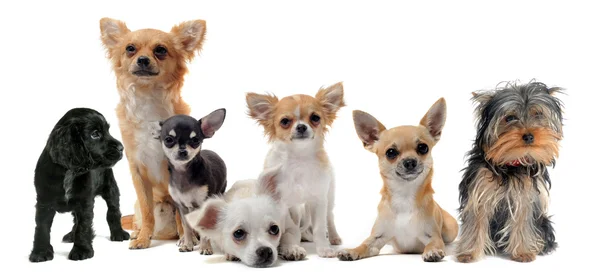 Grupo de perros — Foto de Stock