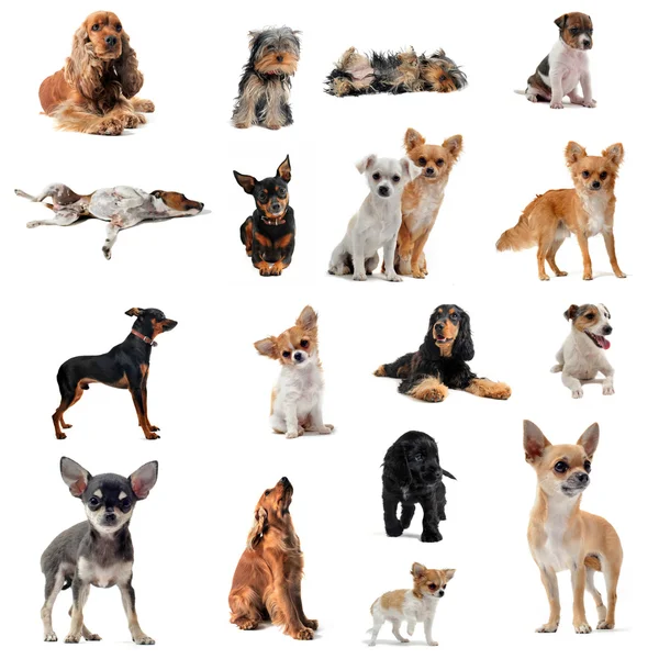 Groep van kleine honden — Stockfoto