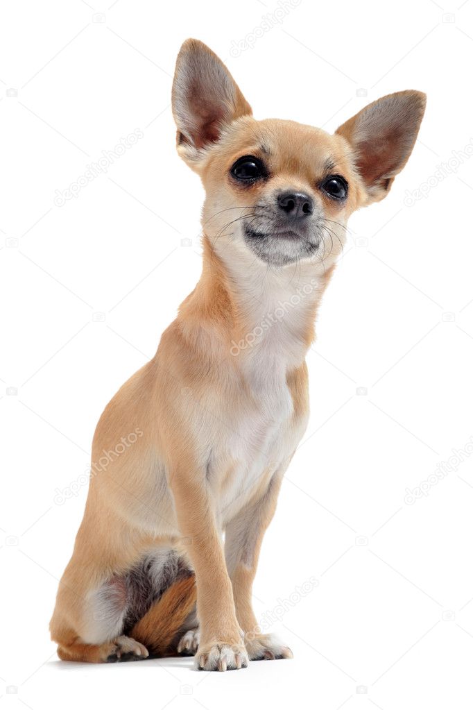 Shorthair chihuahuas hi-res stock photography and images - Alamy