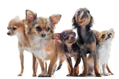 Beş chihuahuas