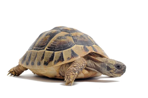stock image Tortoise