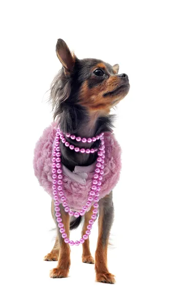 Eleganter Chihuahua — Stockfoto
