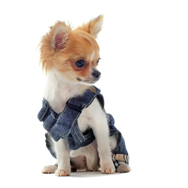 Chihuahua ubrany — Zdjęcie stockowe