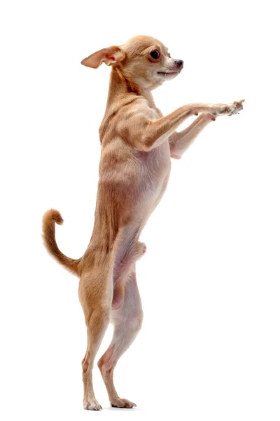 Chihuahua rechtop Stockfoto