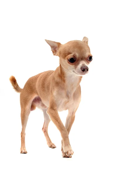 Köpek chihuahua — Stok fotoğraf