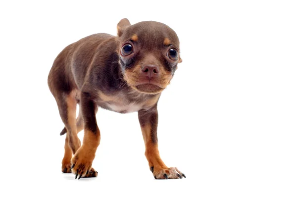 Puppy chihuahua afraid — Stock Photo, Image