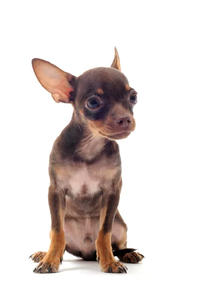 Welpen-Chihuahua — Stockfoto