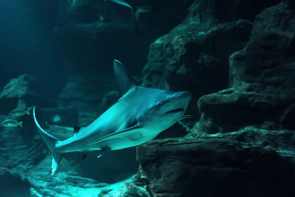 Рифова акула — стокове фото