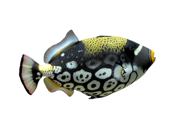 Pesce balestra pagliaccio - Balistoides cospicillum — Foto Stock