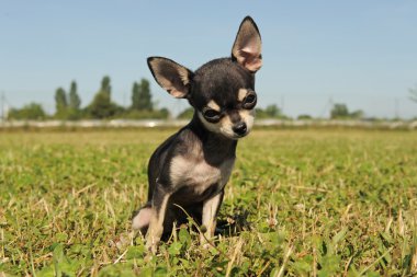 köpek chihuahua