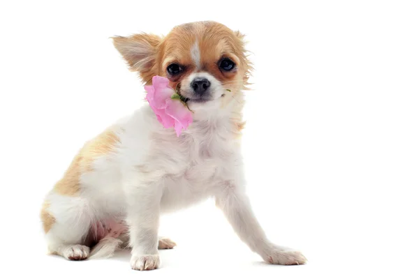 Puppy chihuahua and flower — Stock Photo, Image