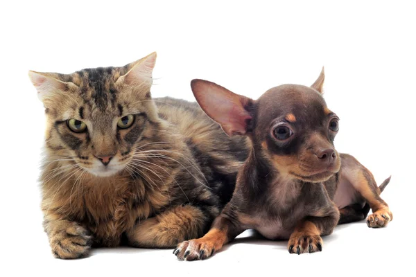 Štěně čivava a kočka — Stock fotografie