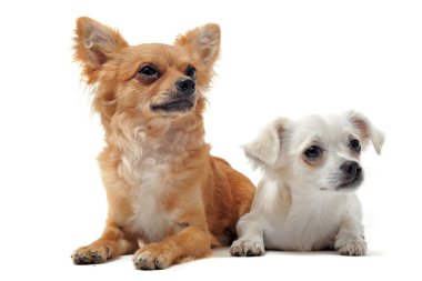 iki chihuahuas