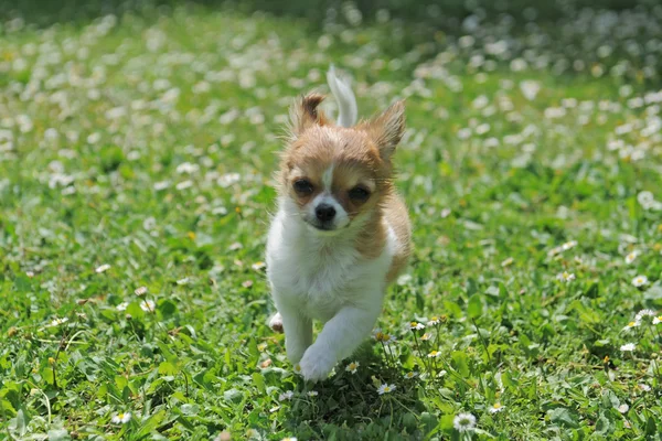 Lopende pup chihuahua — Stockfoto