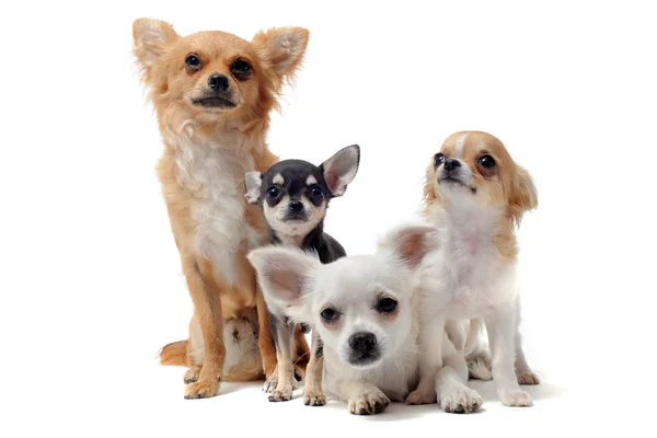 Skupina Chihuahua — Stock fotografie
