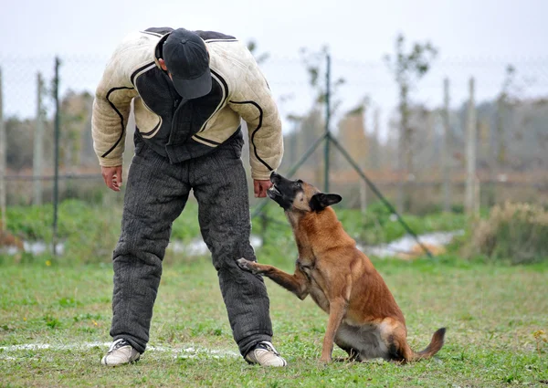 Malinois and man in attack — Stock Photo, Image